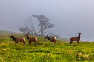 Tule Elk-2312-2.jpg